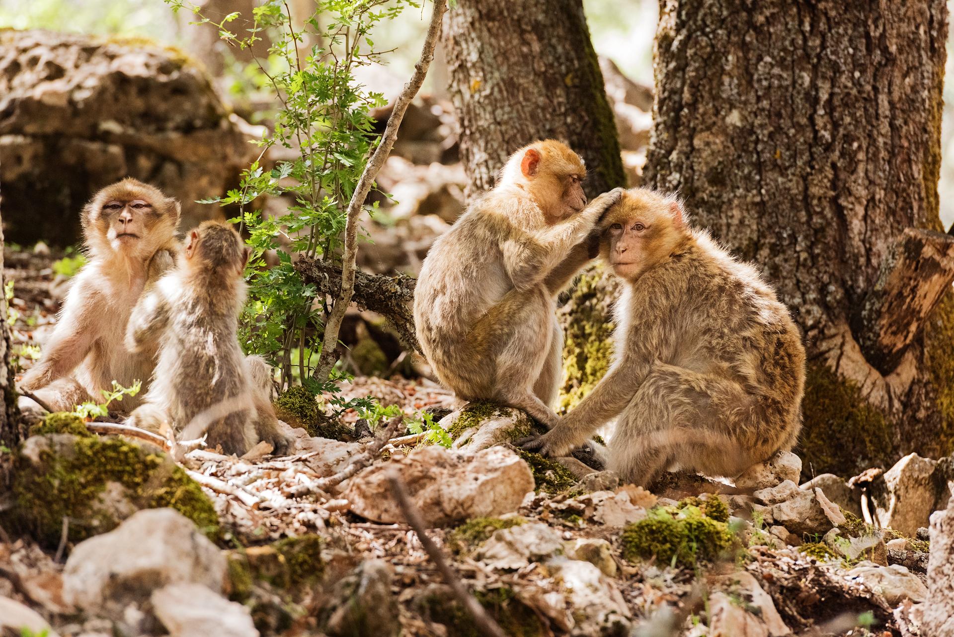 Michlifen Resort&Golf Ifrane  Exterior foto Barbary macaques